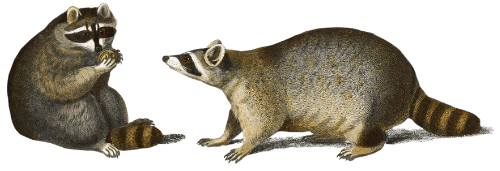 Racoon image